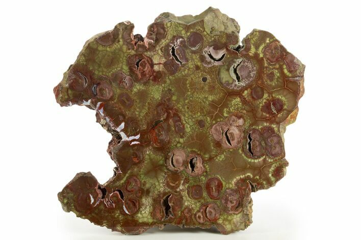 Polished Spiderweb Jasper Section - Oregon #334886